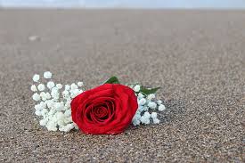 You are watching the red rose wallpapers, red rose desktop wallpapers, red rose desktop backgrounds, images, paos, pics and pictures in the category of flowers wallpapers collection. 1082x1922px Free Download Hd Wallpaper Rose Red Beach Romantic Romance Flower Beauty In Nature Wallpaper Flare