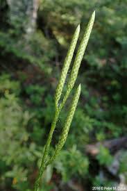 Image result for Lycopodium clavatum