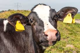 Pisciana e louca dos signos. Ministerio Da Agricultura Investiga Caso Suspeito De Vaca Louca No Brasil Forbes Brasil