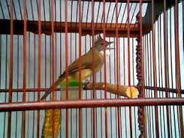 Jenis burung jenggot mini : Menyediakan Sarana Sarana Pendukung Budi Daya Burung Cucak Jenggot