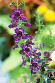 Angelonia Better Homes Gardens