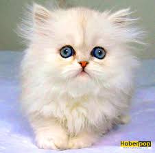 En Guzel 31 Kedi Ve Onlarin Tatli Sirin Fotograflari Haberpop