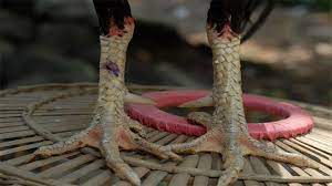 Bentuk dan model kaki ayam petarung pukul saraf/ko : Ayam Pukul Saraf Ciri Ciri Sisik Jenis Kelebihan Cara Mengobati