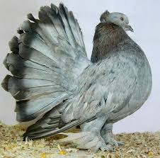 Black Fantail Pigeons Pigeon Breeds Fantail Pigeon Pigeon Pictures