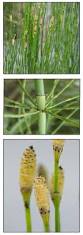 Image result for Equisetum ramosissimum