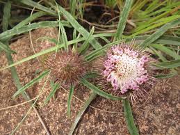 Image result for Dicoma anomala