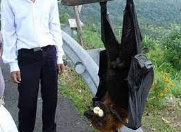 It is endemic to forests in the philippines. Giant Golden Crowned Flying Fox Fruit Bat World S Largest Bat Endangered Giant Animals Large Animals Fox Bat