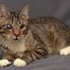 Getty images) a lot of things, from injury to illness, can cause eye problems in your cat. Https Encrypted Tbn0 Gstatic Com Images Q Tbn And9gcqv5aq92twcafmygrjxpbljdr 3s1wxex7asobyqw 5n8xsmymr Usqp Cau