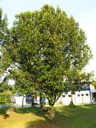 Image result for Calophyllum