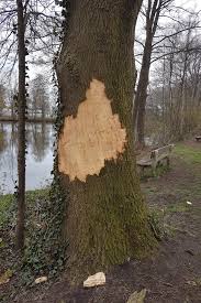 Auch wenn der große baum noch so stört: Baumfrevel Wikipedia
