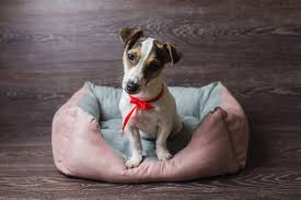 2020 popular 1 trends in home & garden, sports & entertainment, toys & hobbies, education & office supplies with pet dog bed dogs beds small and 1. Great Dog Supplies Great Dog Supplies