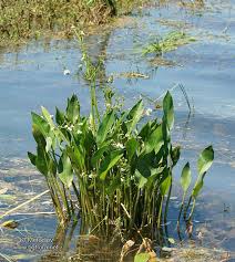 Image result for Alisma plantago-aquatica