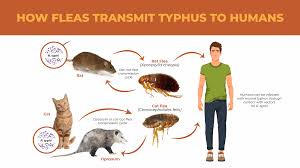 Check spelling or type a new query. How To Get Rid Of Fleas And Prevent Typhus Disease Lloyd