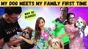 We did not find results for: My Dog Meets My Family For First Time Crazy Reactions Youtube