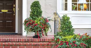 Many plants will let you landscape your balcony with plants in winter. 5 Shrubs For Winter Containers