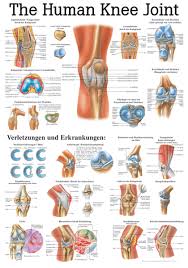 The Human Knee Joint Anatomical Chart