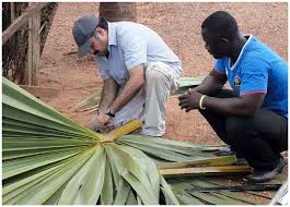 Image result for Eremospatha cuspidata