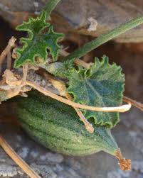 Image result for Kedrostis capensis