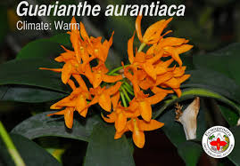 Image result for Rotheca aurantiaca