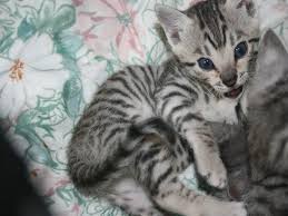 Maybe you would like to learn more about one of these? White Silver Toyger Cats Breeding Programme Toyger Cat Bengal Kitten Cats