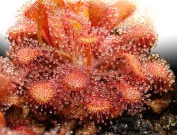 Image result for Drosera burkeana