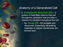 We did not find results for: Ppt Cells And Tissues Powerpoint Presentation Free Download Id 2782315