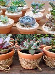Tienda online de cactus y suculentas. Cactus Y Suculentas X Mayor Matrimonios Bautizos Misas En Lima Clasf Casa Y Jardin