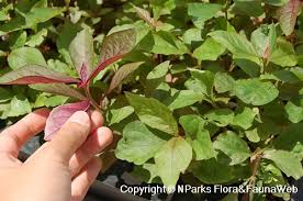 Image result for Cyathula