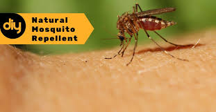 Maybe you would like to learn more about one of these? Diy Natural Mosquito Repellent Using Essential Oils Organic Aromas