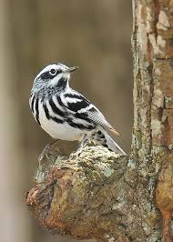 Black And White Bird Pictures For Sale Black And White Warbler On Knot Greeting Card For Sale By Alan Lenk In 2020 Wild Birds Bird Beautiful Birds