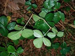 Image result for Rubus kirungensis