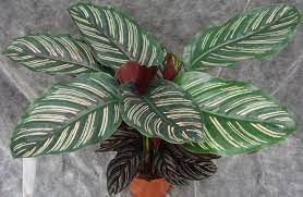 Learn How To Care For Calathea Ornata These Tips Will Help Make Growing Your Calathea Ornata Pinstripe Plant Both Easy And Fu Calathea Calathea Plant Plants