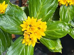 Image result for Lysimachia djalonis