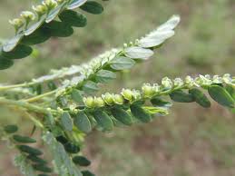 Image result for Phyllanthus fraternus
