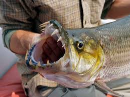 Jual beli ikan hias air tawar predator online terlengkap, aman & nyaman di tokopedia lengkapi kebutuhan aneka kebutuhan peliharaan kamu dengan produk ikan hias air tawar predator berkualitas agar memberikan hasil maksimal & terbaik untuk hewan peliharaan kamu di tokopedia. Jenis Jenis Ikan Hias Predator Air Tawar