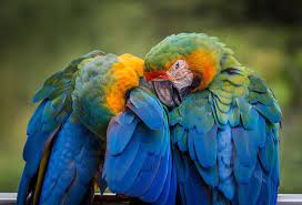A Beginner's Guide To Learn How To Take Care Of Your Pet Bird | Luxury  Activist