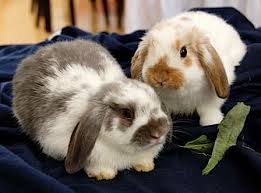 holland lop wikipedia