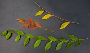 Native to east asia the chinese elm is one of the most popular bonsai trees, especially among beginners. Chinese Elm Friends Of The Urban Forest