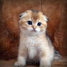 satilik golden scottish fold kedi yavrusu erkek scottish fold kedi kedi ci k