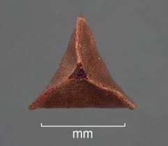 Image result for Afrobrunnichia erecta