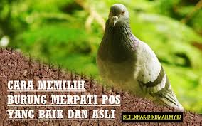 Check spelling or type a new query. Cara Memilih Burung Merpati Pos Yang Baik Dan Asli Beternakdirumah