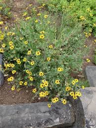 This yellow blossom (which is actually a species of sunflower) produces a heady aroma that smells distinctly of chocolate. Photo Of The Entire Plant Of Chocolate Daisy Berlandiera Lyrata Posted By Hamiltonsquare Garden Org