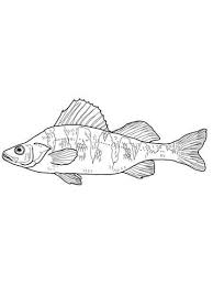 Black And Yellow Fish Drawing Maryland Yellow Perch Coloring Page Fish Coloring Page Free Coloring Pages Coloring Pages