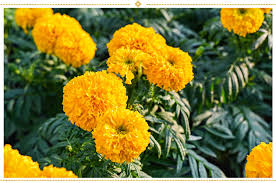 Alyssum cannas dianthus dahlberg daisy geranium marigold moss rose (portulaca) petunia salvia snapdragon verbena zinnia. 15 Mexican Flowers Symbolism And Where To Find Them Proflowers Blog