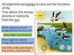 · first, chemical energy from organic molecules like glucose is. Photosynthesis All Organisms Use Energy To Carry Out The Functions Of Life They Obtain This Energy Directly Or Indirectly From The Sun Sun Which Organisms Ppt Download