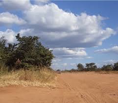 Image result for Paropsia brazzeana