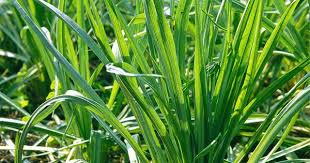 Haferwurzel Pflanzen Gartenprojekte Heilpflanzen