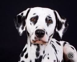 Black And White Spotted Dog Image Result For Black And White Spotted Dog Breeds Dalmatian Dog Breeds Dogs