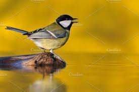 Bird In Hand Market Hours Pin On Branding Logos Brochures