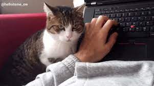 Gentle Cat Cats Silly Cats Cute Animals
